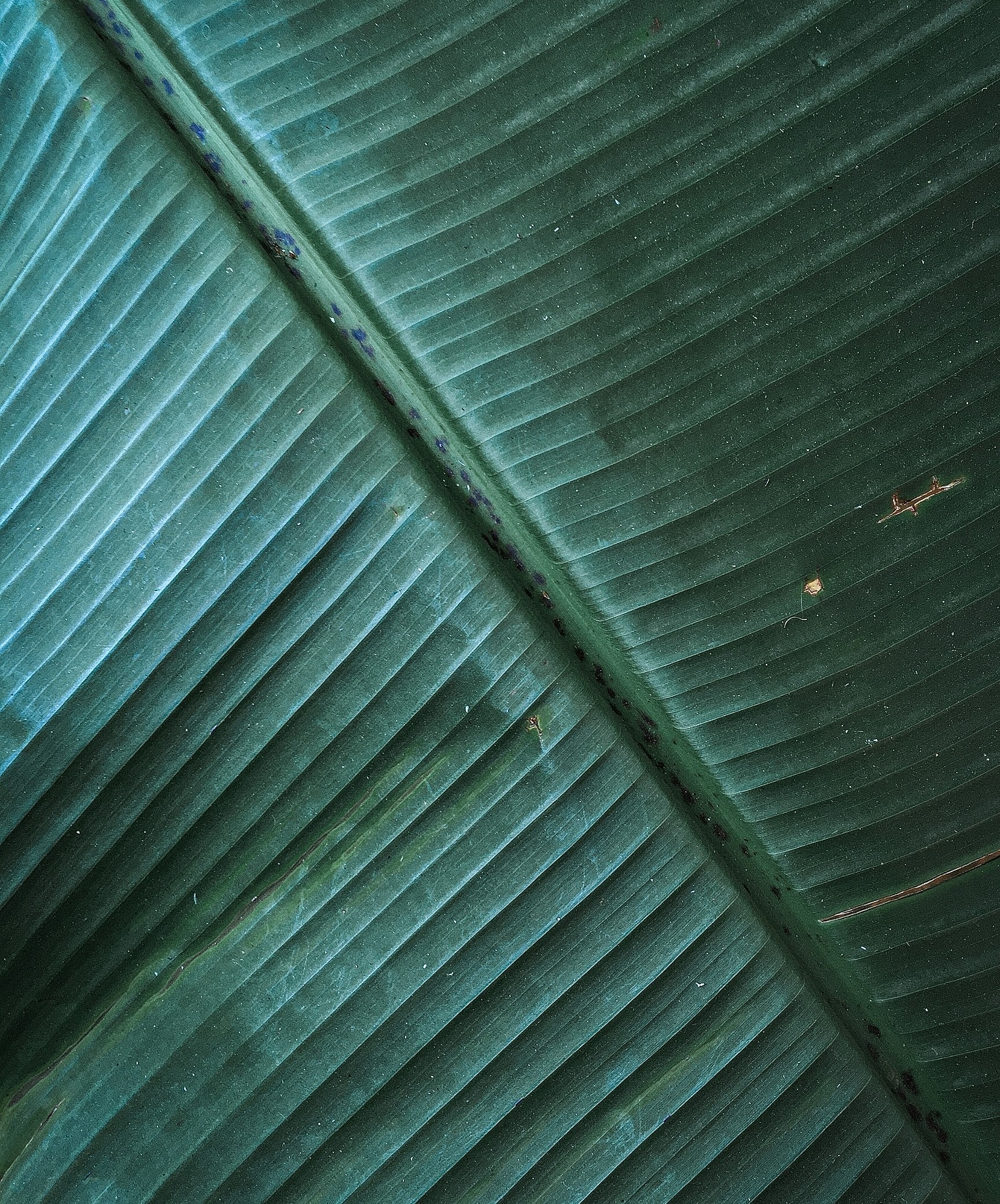 Close-up of fresh green leaf texture.